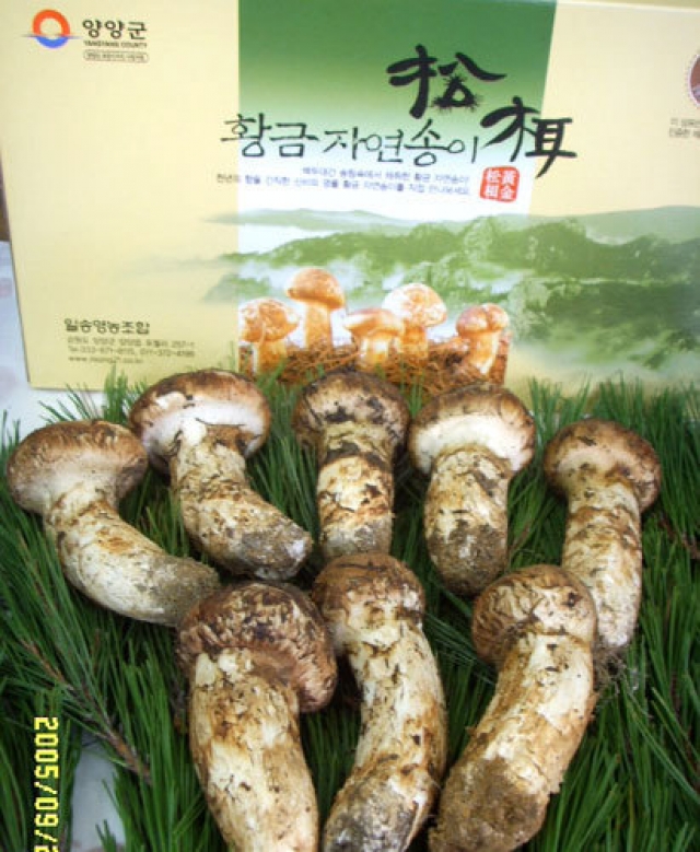 일송영농조합법인,자연산 송이버섯 (국내산) ( 0.5Kg / 2등급)