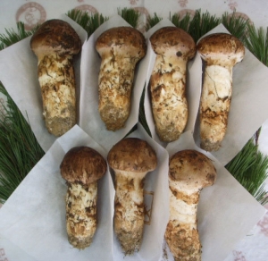 자연산 냉동송이버섯 (국내산) (1Kg / 3등급-약송이)