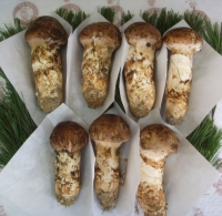 자연산 냉동송이버섯 (국내산) ( 0.5Kg / 3등급-약송이)