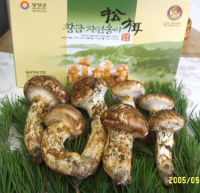 일송영농조합법인,자연산 냉동송이버섯 (국내산) ( 1Kg / 4등급)