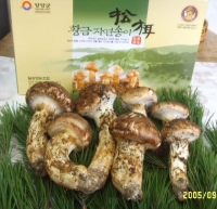자연산 냉동송이버섯 (국내산) ( 1Kg / 4등급)