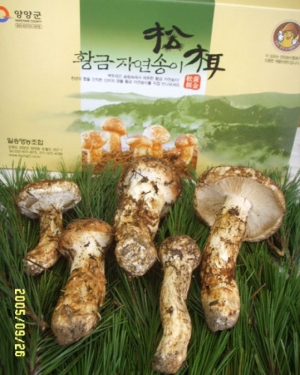 자연산 생송이버섯 (국내산) ( 1Kg / 등외품 )