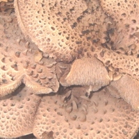 자연산 능이버섯 (국내산 1Kg)